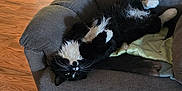 Cal Cal is registered to the contest to win money with this photo: cat, black_and_white, feline, indoor, armchair, furniture, relaxed, upside_down, pet, cozy, wooden_floor, rug, domestic_animal, whiskers, cushion, resting, fluffy, home, sleepy, cute