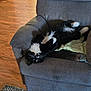 cat, black_and_white, feline, indoor, armchair, furniture, relaxed, upside_down, pet, cozy, wooden_floor, rug, domestic_animal, whiskers, cushion, resting, fluffy, home, sleepy, cute