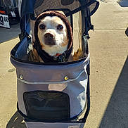 Tippy Pumma is registered to the contest to win money with this photo: accessories, alloywheel, animal, canine, car, cartrunk, carwheel, dog, hound, husky, machine, pet, puppy, spoke, strap, stroller, tire, transportation, vehicle, wheel