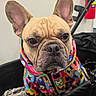 Meatball is registered to the contest to win money with this photo: animal, canine, cartoon_faces, closeup, clothing, colorful, companion, cute, dog, ears, expression, french_bulldog, fur, indoor, jacket, pattern, pet, portrait, snout, stroller