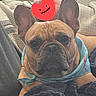 Meatball is registered to the contest to win money with this photo: animal, bandana, blanket, blue, closeup, cozy, cushion, cute, dog, ears, face, french_bulldog, fur, home, indoor, pet, portrait, resting, snout, wrinkles