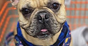 Meatball is registered to the contest to win money with this photo: animal, boxer, boy, bulldog, canine, child, dog, frenchbulldog, male, person, pet, pitbull, pug, puppy