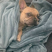 Meatball is registered to the contest to win money with this photo: animal, blanket, canine, comfort, cozy, cute, dog, ears, face, french_bulldog, fur, indoor, pet, portrait, resting, sleepy, snuggled, soft, warm, wrapped