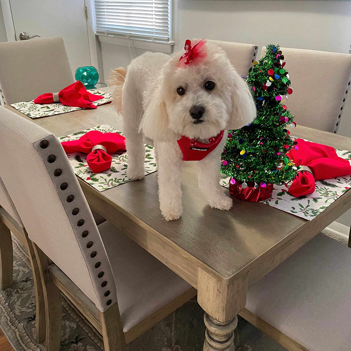 Layla joined the competition — help win amazing prizes! animal, architecture, building, canine, christmas, christmasdecorations, diningroom, diningtable, dog, festival, flower, flowerarrangement, furniture, indoors, pet, plant, room, table, tabletop, whitedog