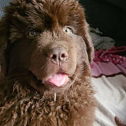 Athéna participe au concours pour gagner de l'argent avec cette photo : dog, puppy, newfoundland, fluffy, brown_fur, tongue, nose, eyes, close_up, portrait, pet, indoor, blanket, bed, cushion, wooden_window, cozy, mammal, cute, friendly
