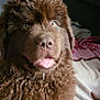 dog, puppy, newfoundland, fluffy, brown_fur, tongue, nose, eyes, close_up, portrait, pet, indoor, blanket, bed, cushion, wooden_window, cozy, mammal, cute, friendly