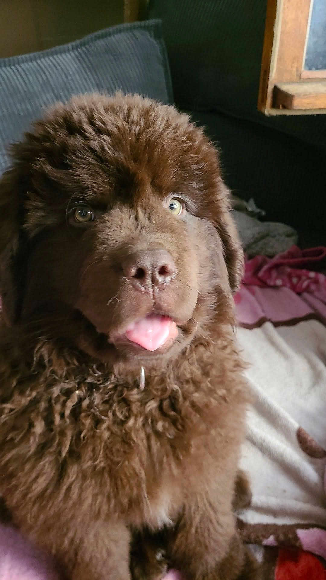 Athéna participe au concours pour gagner de l'argent avec cette photo : dog, puppy, newfoundland, fluffy, brown_fur, tongue, nose, eyes, close_up, portrait, pet, indoor, blanket, bed, cushion, wooden_window, cozy, mammal, cute, friendly