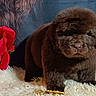 adorable, animal, brown_fur, close_up, cozy, cute, decorative_background, dog, fluffy, furry, indoor, pet, portrait, posing, puppy, red_flower, small_puppy, soft_rug, studio, young_dog