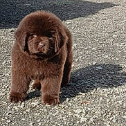 Athéna a rejoint le concours — aidez-le/la à gagner de superbes lots ! adorable, animal, brown, canine, cute, daylight, dog, fluffy, fur, gravel, mammal, nature, outdoor, pet, portrait, puppy, shadow, standing, sunlight, young