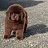 adorable, animal, brown, canine, cute, daylight, dog, fluffy, fur, gravel, mammal, nature, outdoor, pet, portrait, puppy, shadow, standing, sunlight, young