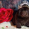 adorable, animal, brown, celebration, crown, cute, decor, dog, flower, fluffy, fur, indoor, pet, portrait, puppy, red, rose, soft, tiara, white