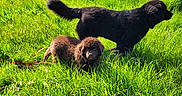Athéna a rejoint le concours — aidez-le/la à gagner de superbes lots ! animal, canine, clouds, daytime, dog, field, fluffy, grass, greenery, leash, metal_arch, nature, outdoor, pet, playful, puppy, sky, summer, sunlight, walking