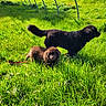 animal, canine, clouds, daytime, dog, field, fluffy, grass, greenery, leash, metal_arch, nature, outdoor, pet, playful, puppy, sky, summer, sunlight, walking