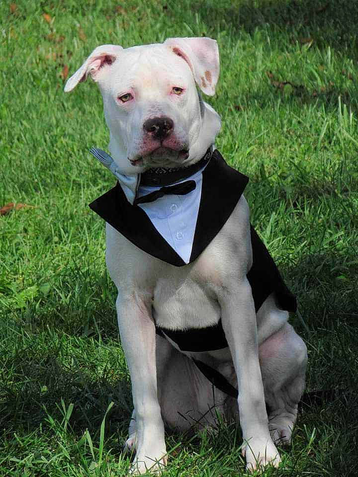 Guido is registered to the contest to win money with this photo: canidae, carnivore, collar, companion_dog, dog, dog_breed, dog_collar, dog_supply, dogo_guatemalteco, fawn, grass, hunting_dog, non_sporting_group, pet_supply, plant, snout, sporting_group, tail, terrestrial_animal, working_animal