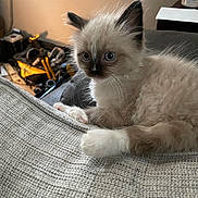 Winston joined the competition — help win amazing prizes! kitten, cat, siamese, blue_eyes, feline, pet, indoor, couch, fabric, fur, whiskers, paw, relaxed, animal, young, curious, domestic, home, soft, resting