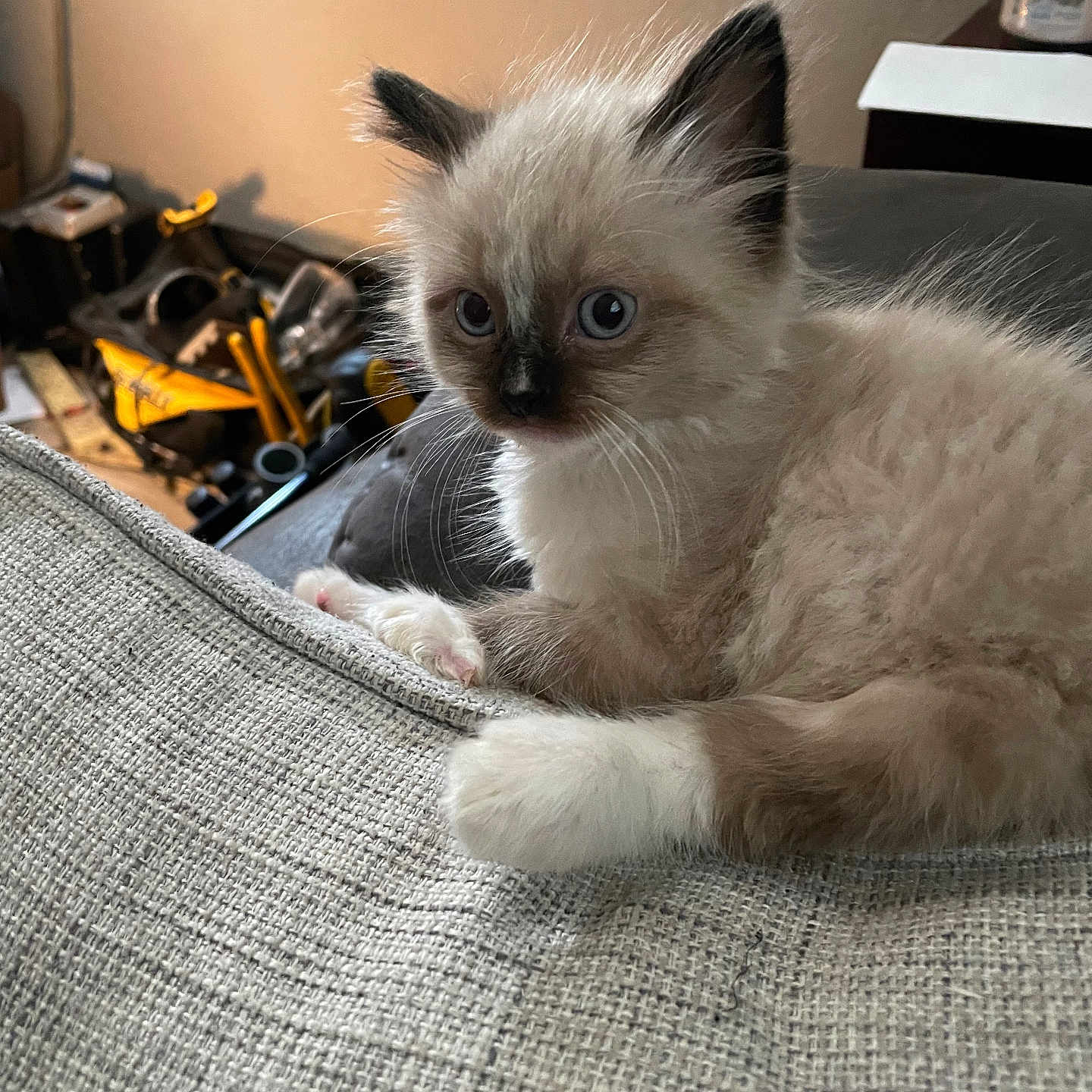 Winston