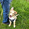 animal, black_shoes, blue_eyes, cute, dog, field, grass, greenery, happy, harness, jeans, leash, nature, outdoor, person, pet, playful, puppy, summer, young_dog
