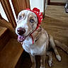 animal, blue_eyes, canine, cute, dog, domestic_animal, fur, happy, hat, headwear, indoor, light_brown_fur, looking_up, pet, portrait, red_hat, sitting, smiling, stairs, wooden_floor