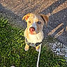 Apache a rejoint le concours — aidez-le/la à gagner de superbes lots ! animal, canine, cute, dog, ears, fur, grass, heterochromia, leash, nature, nose, outdoor, path, pet, puppy, shadow, shoe, sunlight, walk, young