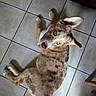 animal_portrait, blue_eyes, brown_and_white, canine, companion, curious, dog, domestic_animal, ears_up, floor_tiles, household, indoor, looking_up, lying_down, one_animal, pet, resting, spotted_coat, tile_floor, young_dog
