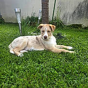 Apache participe au concours pour gagner de l'argent avec cette photo : animal, background, canine, dog, fur, garden, grass, greenery, laying_down, nature, outdoor, pet, plant, puppy, relaxed, solar_lights, sunlight, tree, wall, young_dog