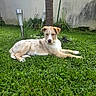 animal, background, canine, dog, fur, garden, grass, greenery, laying_down, nature, outdoor, pet, plant, puppy, relaxed, solar_lights, sunlight, tree, wall, young_dog