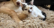 Apache participe au concours pour gagner de l'argent avec cette photo : animal, beige, black, brown, carpet, cat, companion, cozy, cute, dog, ears, face, feline, fur, indoor, pet, relaxed, resting, snuggling, white