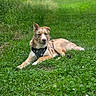 dog, canine, pet, animal, grass, outdoor, nature, greenery, path, lying_down, fur, ears, harness, grass_field, daylight, muzzle, tongue, relaxed, mammal, scenery
