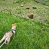 animal, canine, curious, daytime, dog, farm, fence, field, grass, grazing, greenery, herd, hill, leash, nature, outdoor, pasture, pet, rural, sheep