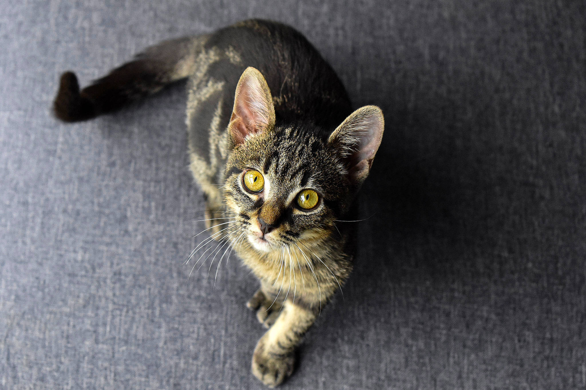 Pluton a rejoint le concours — aidez-le/la à gagner de superbes lots ! carnivore, cat, claw, domestic_short_haired_cat, ear, felidae, fur, grey, paw, small_to_medium_sized_cats, snout, tail, whiskers, wildlife