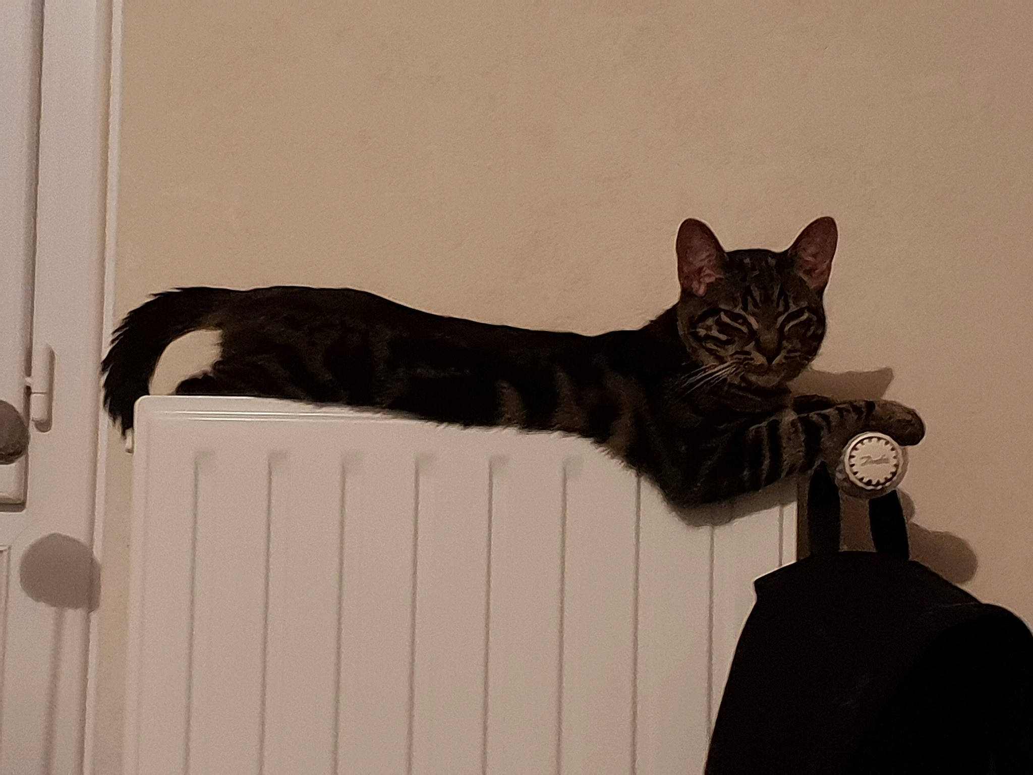 Pluton participe au concours pour gagner de l'argent avec cette photo : art, black_cat, carnivore, cat, claw, domestic_short_haired_cat, felidae, fur, grey, paw, sculpture, shadow, small_to_medium_sized_cats, snout, tail, terrestrial_animal, tree, whiskers, window, wood