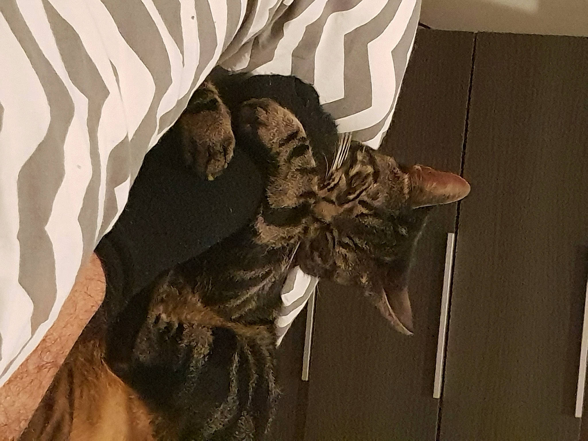 Pluton a rejoint le concours — aidez-le/la à gagner de superbes lots ! art, artifact, cg_artwork, feather, fictional_character, font, fur, gesture, graphic_design, graphics, illustration, monochrome, monochrome_photography, painting, room, skeleton, sleeve, visual_arts, wing, wood