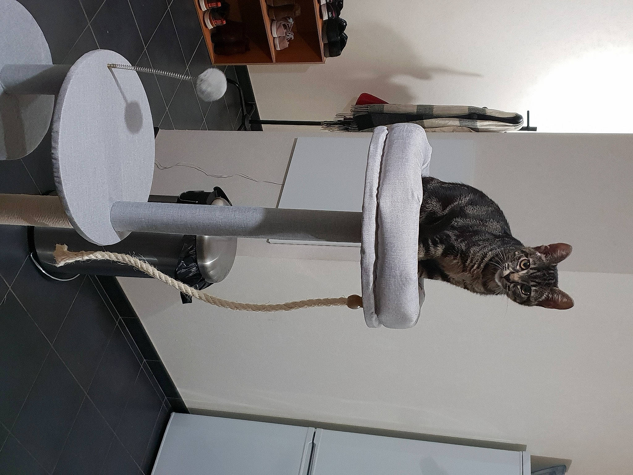 Pluton participe au concours pour gagner de l'argent avec cette photo : cat, domestic_short_haired_cat, felidae, flooring, fur, gas, machine, metal, propeller, room, sculpture, shelf, small_to_medium_sized_cats, tail, whiskers, wood