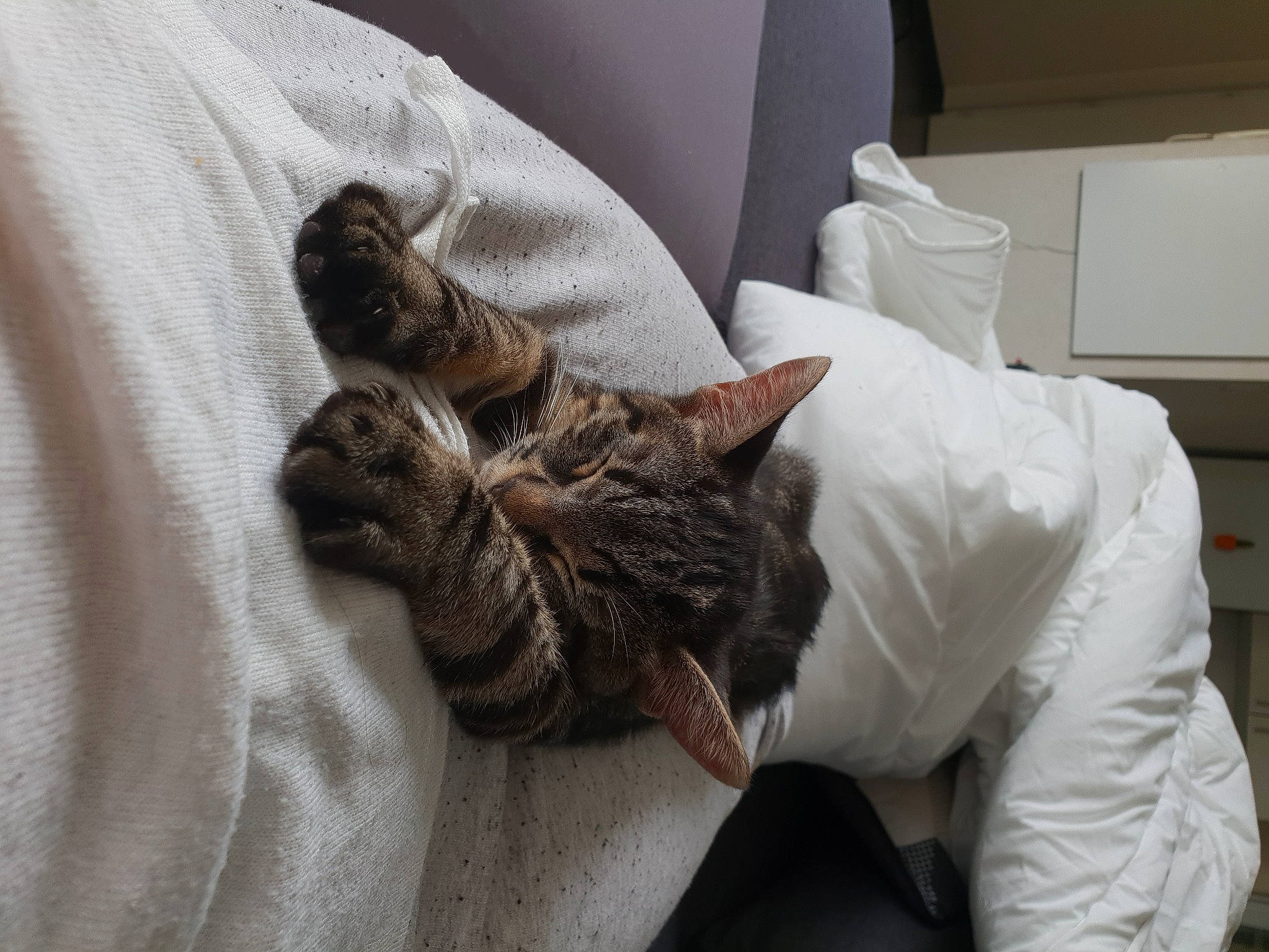 Pluton a rejoint le concours — aidez-le/la à gagner de superbes lots ! bed, bedding, bedroom, carnivore, cat, claw, comfort, domestic_short_haired_cat, duvet, felidae, fur, grey, linens, mattress, nap, room, small_to_medium_sized_cats, tail, textile, whiskers