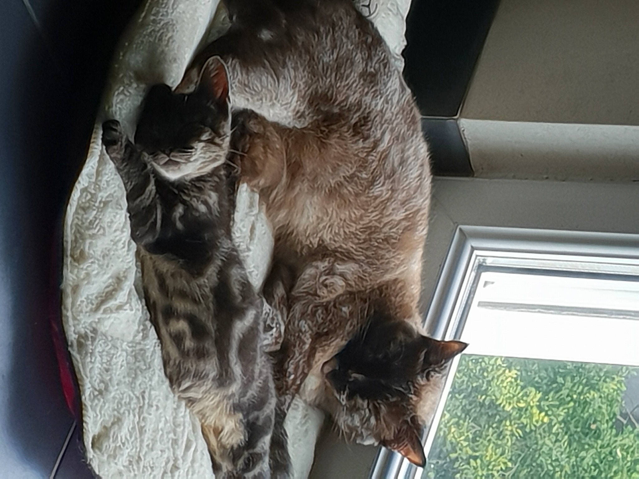 Opium participe au concours pour gagner de l'argent avec cette photo : carnivore, cat, domestic_short_haired_cat, felidae, fur, grey, nap, plant, small_to_medium_sized_cats, tail, tree, whiskers, wood