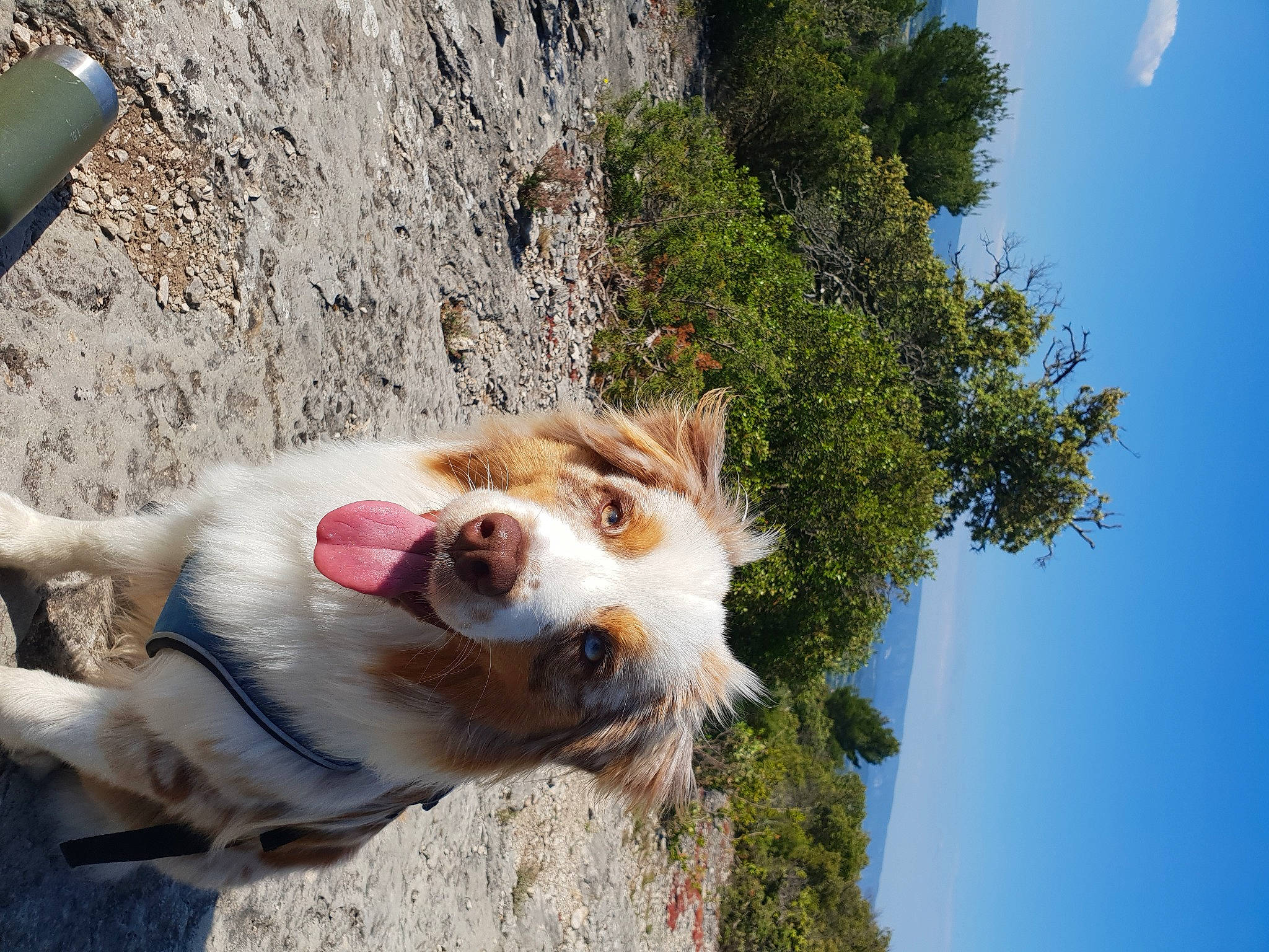 Roxy participe au concours pour gagner de l'argent avec cette photo : adventure, canidae, carnivore, collar, companion_dog, dog, dog_breed, fawn, fur, leash, plant, sky, snout, sporting_group, tree, walking, water, whiskers, wildlife, working_dog