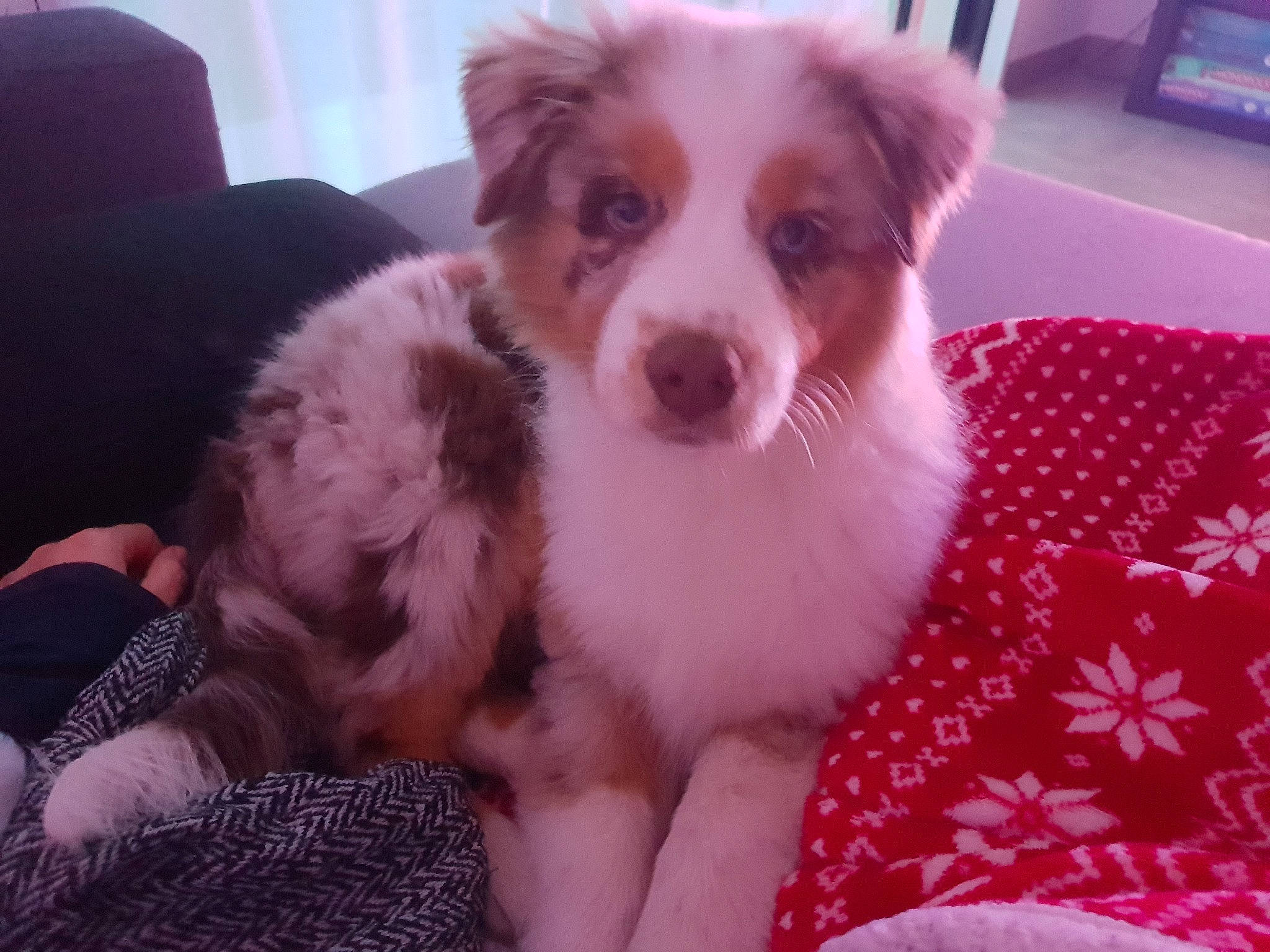 Roxy a rejoint le concours — aidez-le/la à gagner de superbes lots ! australian_shepherd, canidae, carnivore, companion_dog, dog, dog_breed, dog_supply, fang, fawn, fur, herding_dog, non_sporting_group, snout, sporting_group, texas_heeler, toy_dog, whiskers, working_animal, working_dog