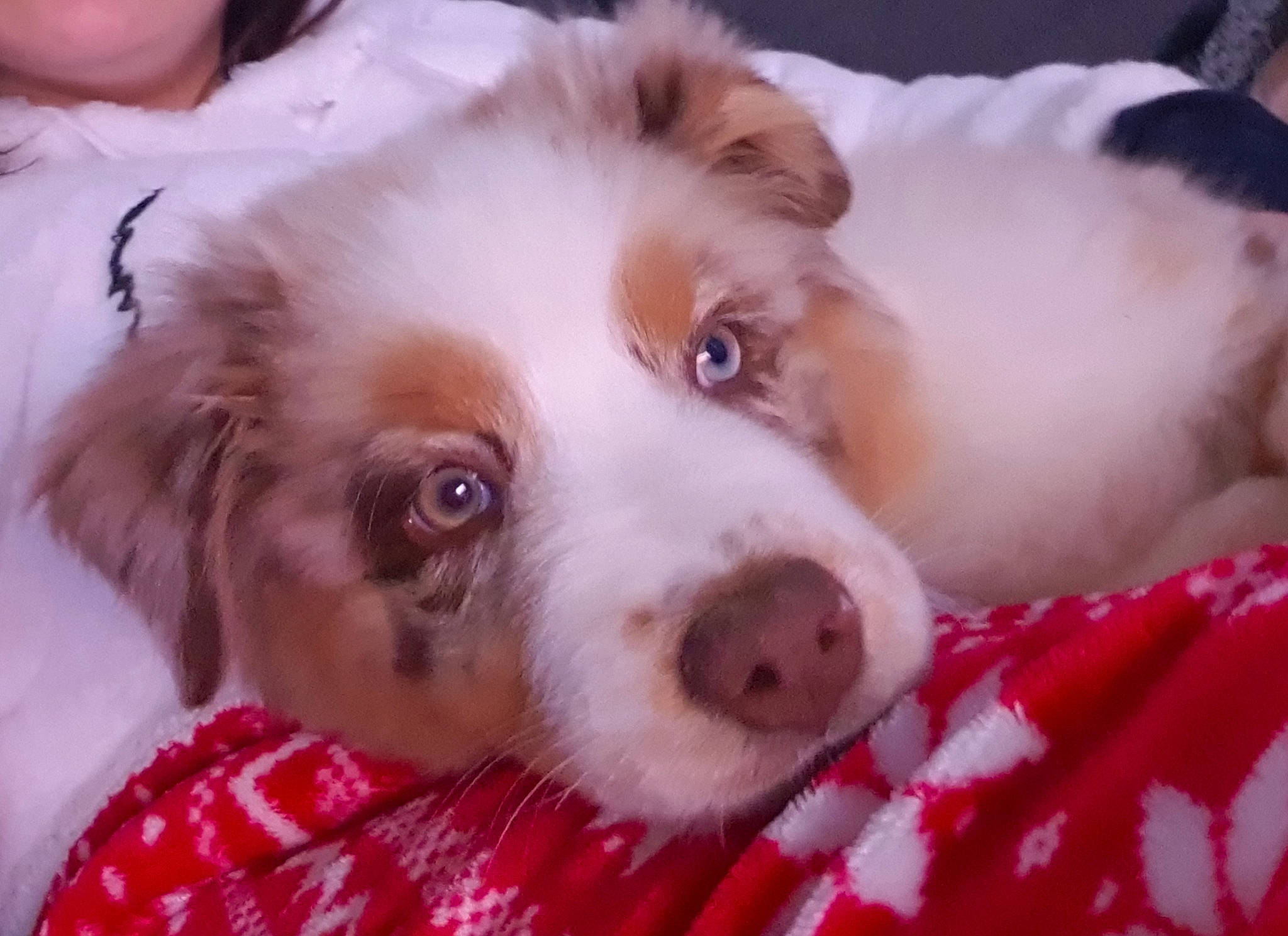 Roxy participe au concours pour gagner de l'argent avec cette photo : canidae, carnivore, companion_dog, dog, dog_breed, ear, fawn, fur, liver, pattern, snout, sporting_group, whiskers, working_animal