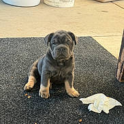 Russle is registered to the contest to win money with this photo: puppy, dog, animal, pet, mat, floor, laundry_basket, paint_bucket, litter_box, concrete, indoor, tissue, wrinkled_face, sitting, young, cute, small, furniture_leg, gray, brown