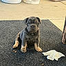 puppy, dog, animal, pet, mat, floor, laundry_basket, paint_bucket, litter_box, concrete, indoor, tissue, wrinkled_face, sitting, young, cute, small, furniture_leg, gray, brown