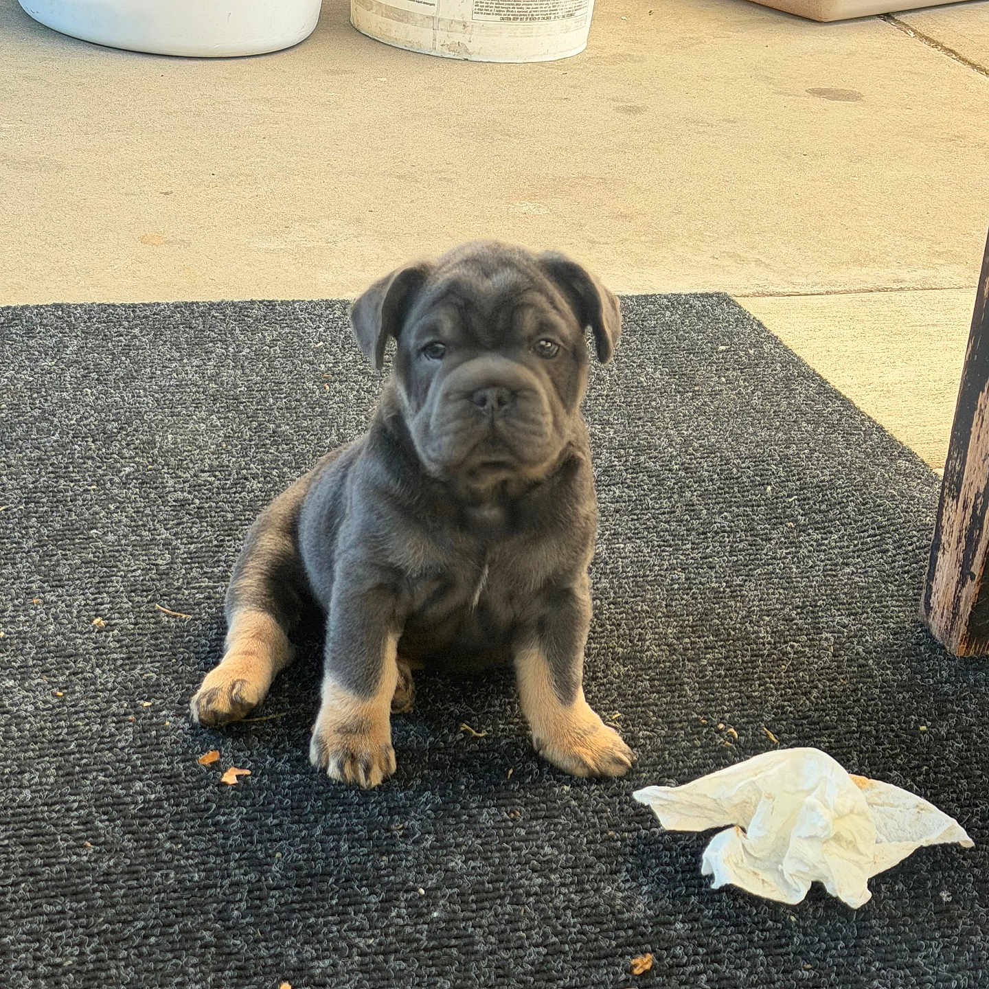 Russle is registered to the contest to win money with this photo: puppy, dog, animal, pet, mat, floor, laundry_basket, paint_bucket, litter_box, concrete, indoor, tissue, wrinkled_face, sitting, young, cute, small, furniture_leg, gray, brown