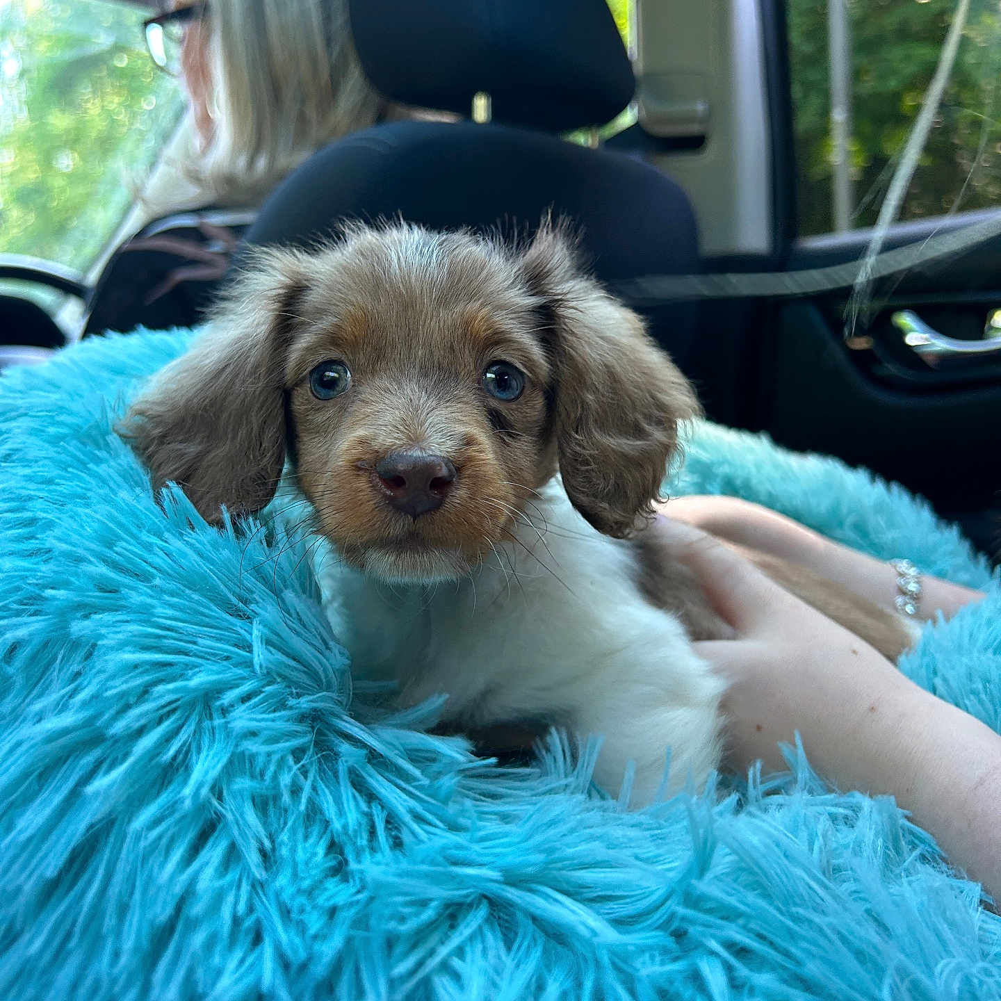 Minnie joined the competition — help win amazing prizes! animal, blue_cushion, car_interior, cozy, cute, dog, fur, fuzzy, glasses, hand, nature_outside, person, pet, portrait, puppy, seat, silver_hair, travel, window, young