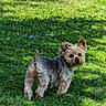 dog, grass, outdoor, pet, animal, sunlight, toy, playful, yard, nature, small_dog, fur, canine, alert, greenery, summer, companion, walking, cute, adorable