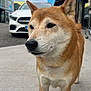 dog, shiba_inu, canine, animal, pet, sidewalk, concrete, car, vehicle, outdoor, urban, building, red, blue, yellow, fur, ears, face, muzzle, street