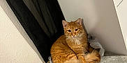 Simba joined the competition — help win amazing prizes! carpet, cat, corner, cozy, curious, curled_up, domestic, ears, fluffy, furniture, indoor, looking_at_camera, nike_bag, orange_cat, pet, plastic_bag, relaxed, shopping_bag, tail, whiskers