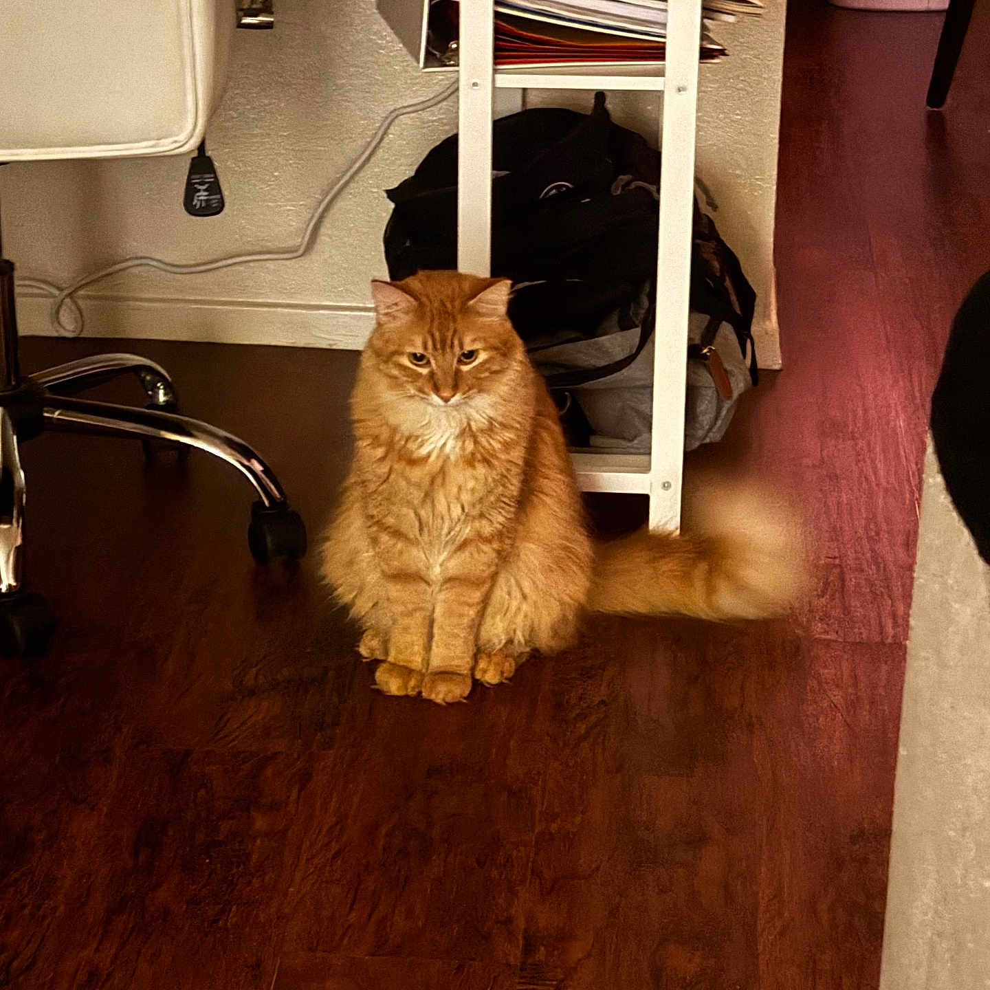 Simba joined the competition — help win amazing prizes! animal, bag, calm, cat, domestic, floor, fluffy, furniture, home, indoor, office_chair, orange_cat, papers, pet, quiet, shelf, sitting, tail, wall, wooden_floor