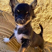 Rio a rejoint le concours — aidez-le/la à gagner de superbes lots ! puppy, dog, sand, beach, outdoor, small_dog, cute, pet, animal, fur, ears, nose, black_dog, white_paws, young, playful, portrait, sunlight, curious, standing