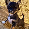 puppy, dog, sand, beach, outdoor, small_dog, cute, pet, animal, fur, ears, nose, black_dog, white_paws, young, playful, portrait, sunlight, curious, standing
