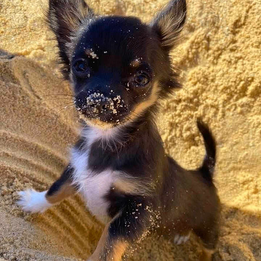 Rio a rejoint le concours — aidez-le/la à gagner de superbes lots ! puppy, dog, sand, beach, outdoor, small_dog, cute, pet, animal, fur, ears, nose, black_dog, white_paws, young, playful, portrait, sunlight, curious, standing