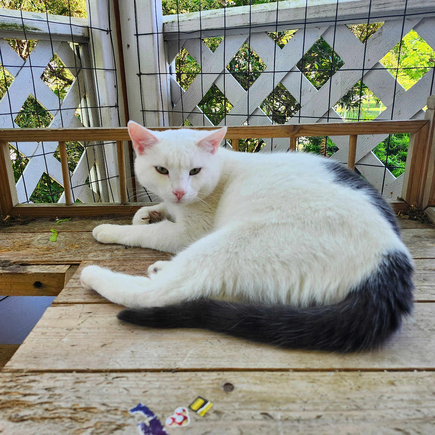 Ghost is registered to the contest to win money with this photo: animal, bench, black_tail, cat, daylight, feline, fur, greenery, lattice_fence, nature, outdoor, peaceful, pet, porch, quiet, relaxed, resting, white_cat, wood, wooden_table